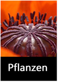 Pflanzenbilder