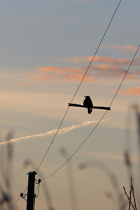 Vogel auf dem Michaeli-Anger